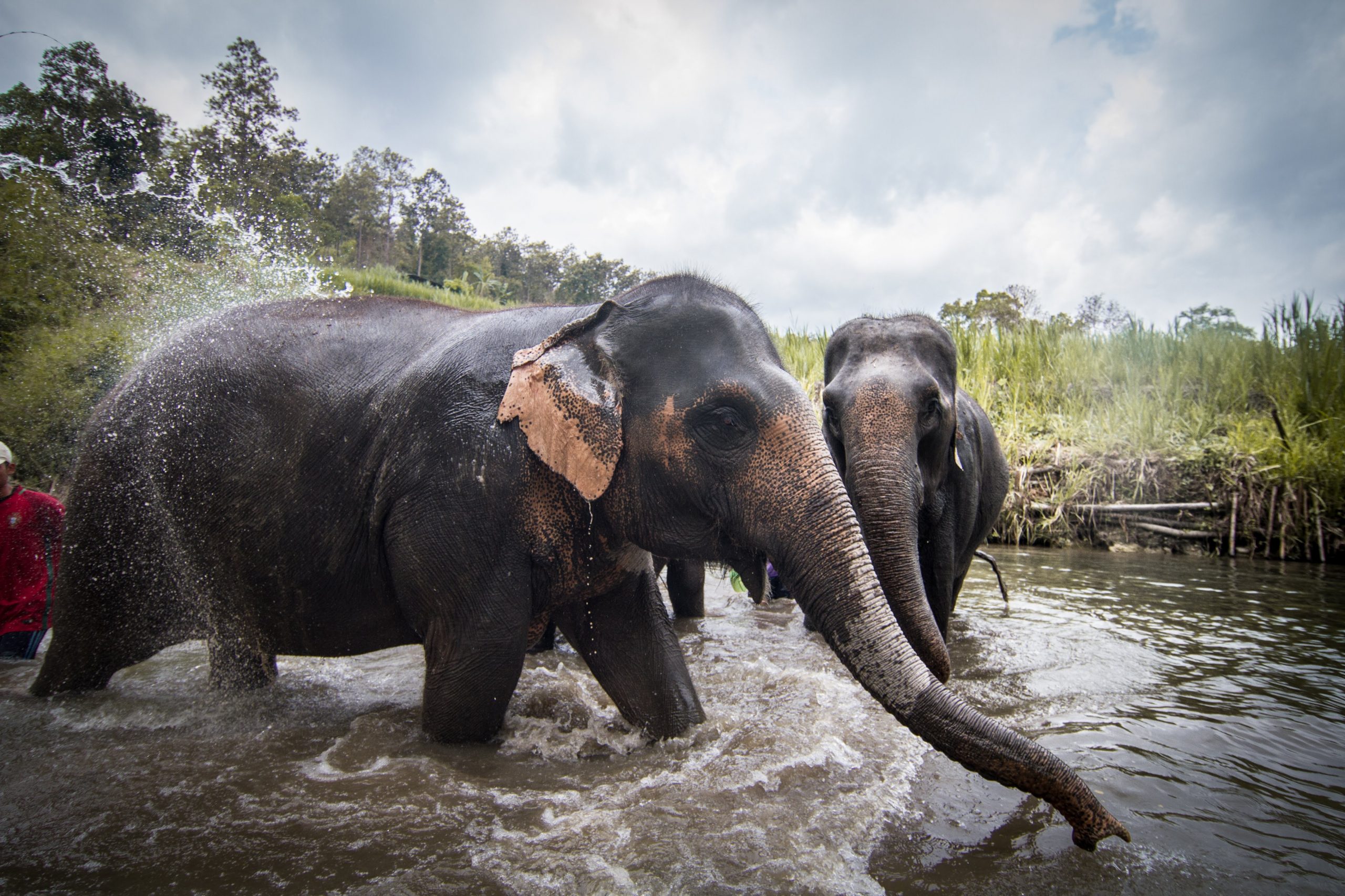 Two elephants in the water, with a forest landscape in the background.