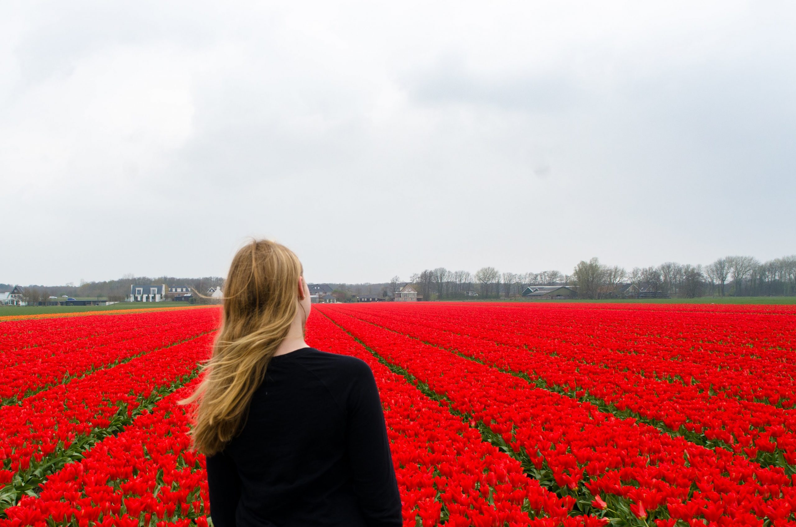 Student with blonde hair, and a black long sleeved shirt facing with her back turned to the camera, towards a field of red tulips in the Netherlands.